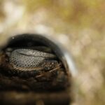 Kikuchi Habu Trimeresurus gracilis lurking