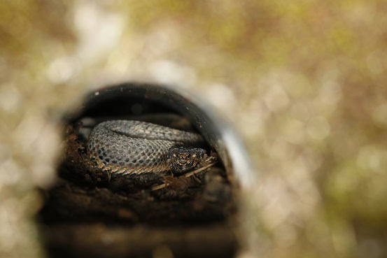 Kikuchi Habu Trimeresurus gracilis lurking