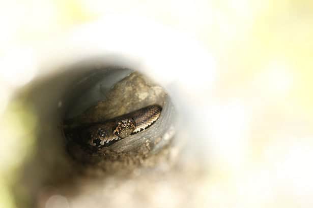 Kikuchi Habu Trimeresurus gracilis venom