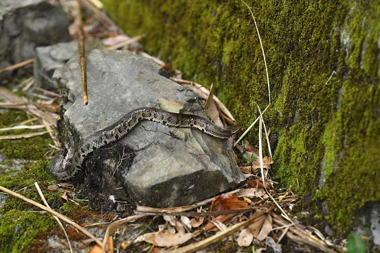 Kikuchi Habu Trimeresurus gracilis