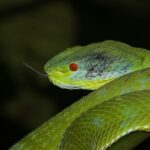 Lanna Green Pitviper Trimeresurus lanna