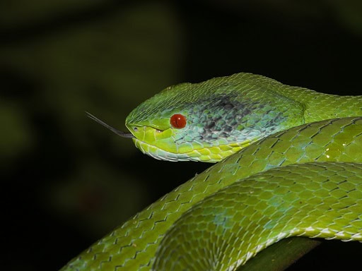 Lanna Green Pitviper Trimeresurus lanna