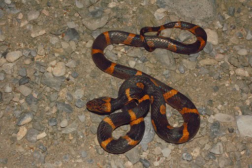 Leptodeira septentrionalis northern Mexico