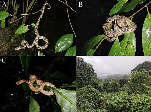 Pareas tigerinus slug-eating snake