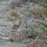 Prairie Rattlesnake Crotalus viridis canada