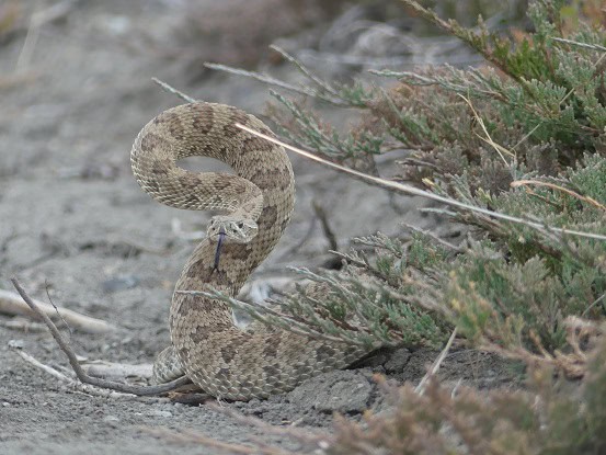 Prairie Rattlesnake Crotalus viridis canada