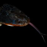 Red-lipped Snake Crotaphopeltis hotamboeia face
