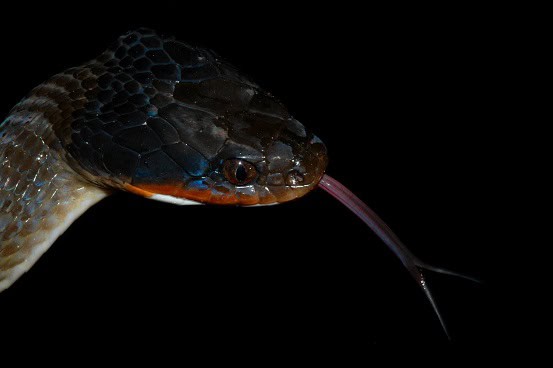 Red-lipped Snake Crotaphopeltis hotamboeia face