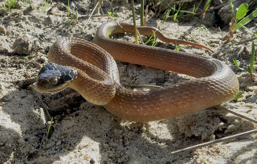 Red-lipped Snake Crotaphopeltis hotamboeia morph