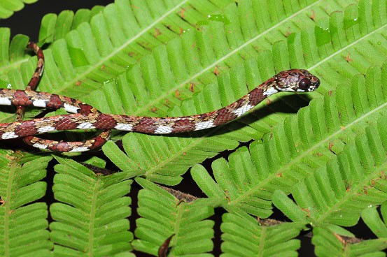 Sibon canopy snail-eating snake