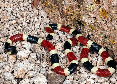 Sonoran Coral Snake (Micruroides euryxanthus)