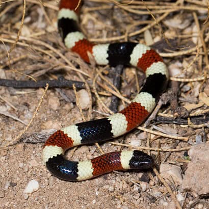 Sonoran Coralsnake Micruroides euryxanthus arizona