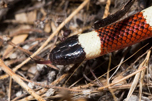 Sonoran Coralsnake Micruroides euryxanthus face
