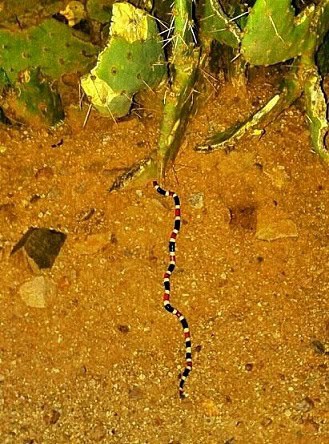Sonoran Coralsnake Micruroides euryxanthus habitat