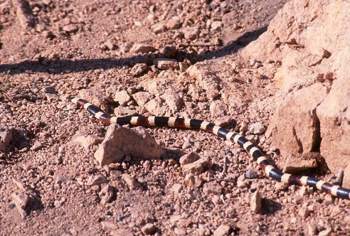Sonoran Coralsnake Micruroides euryxanthus tucson