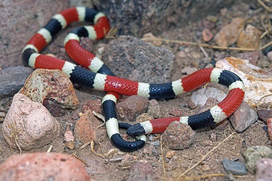 Sonoran Coralsnake Micruroides euryxanthus usa