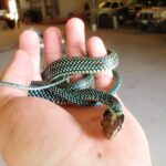 Speckled Racer Drymobius margaritiferus Texas