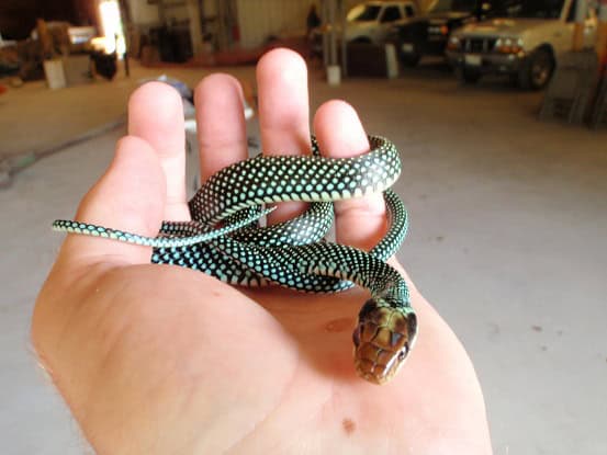 Speckled Racer Drymobius margaritiferus Texas