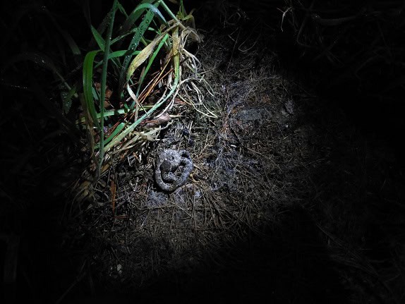 Taiwan pitviper Trimeresurus gracilis lurking