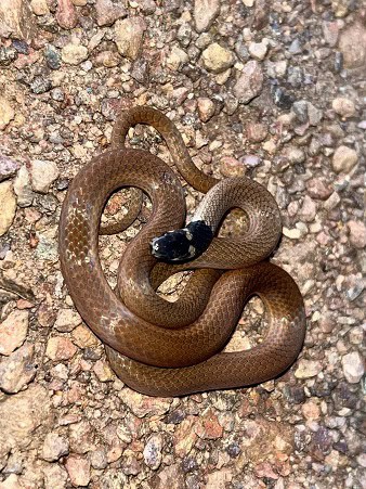 Tantilla melanocephala South America