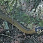 Tantilla melanocephala black head snake