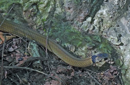 Tantilla melanocephala black head snake