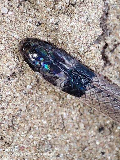 Tantilla melanocephala black-headed snake