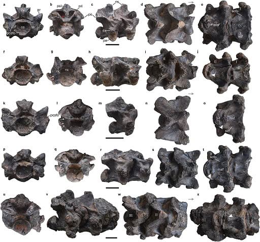 Vasuki indicus vetrebrae