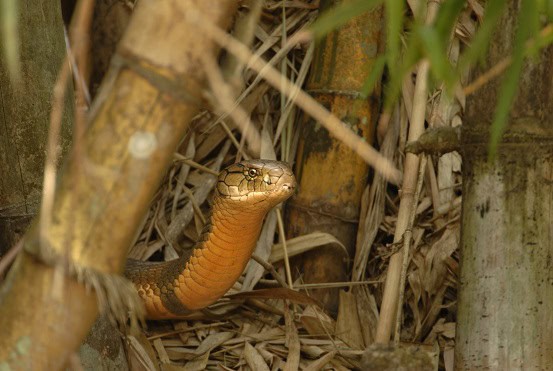 Western Ghats King Cobra Ophiophagus kaalinga