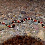 arizona coral snake Micruroides euryxanthus