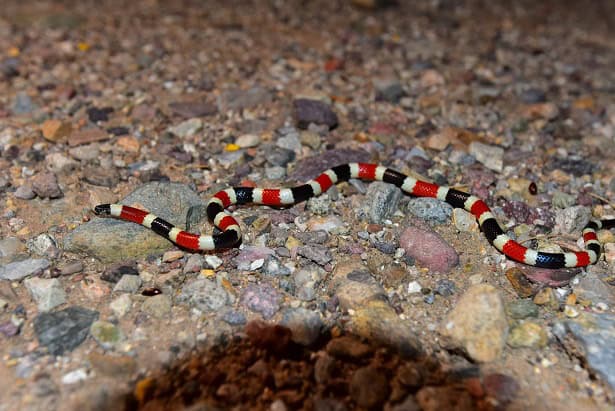 arizona coral snake Micruroides euryxanthus