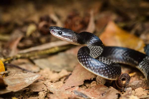 lycodon neomaculatus wolf snake