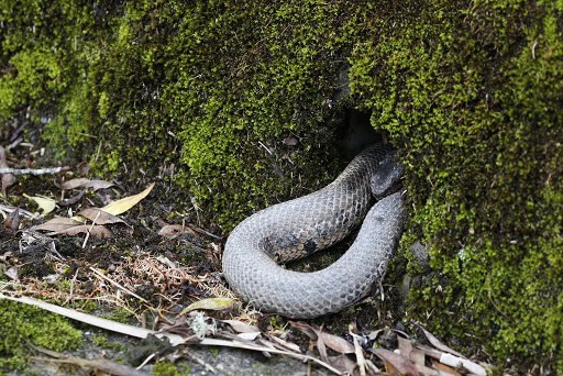 trimeresurus gracilis taiwan pitviper resting