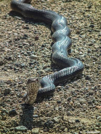 Baja California Coachwhip Masticophis fuliginosus