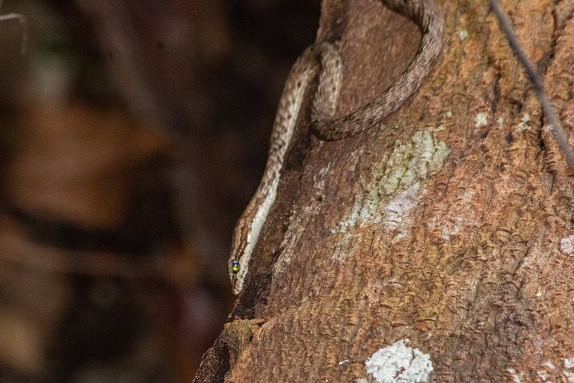Brown Whip Snake Dryophiops rubescens