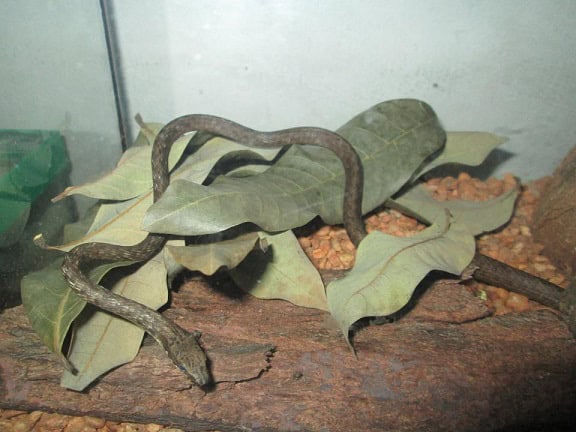 Dryophiops philippina philippine whipsnake