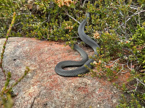 Drysdalia coronoides white-lipped snake