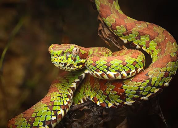 Philippine Pit Viper Trimeresurus danger