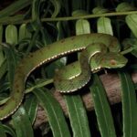 Philippine Pit Viper Trimeresurus flavomaculatus
