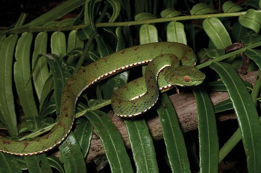 Philippine Pit Viper Trimeresurus flavomaculatus