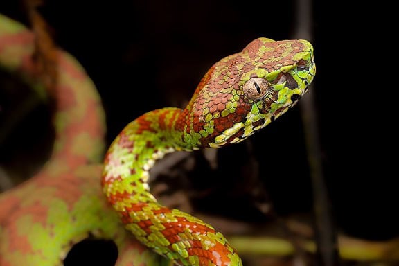 Philippine Pit Viper Trimeresurus lethal
