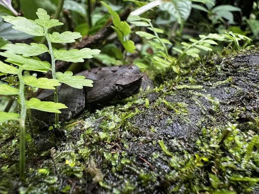 Porthidium nasutum hognose pitviper danger