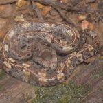 Porthidium nasutum hognose pitviper patterns