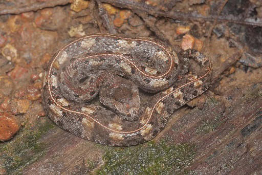 Porthidium nasutum hognose pitviper patterns