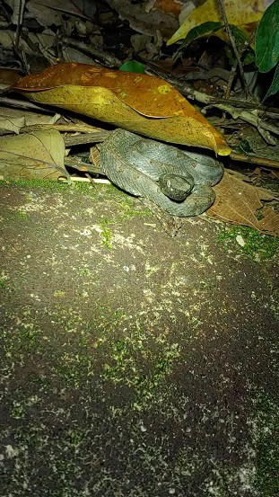Rainforest Hognose Viper Porthidium nasutum lurking