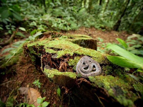 Rainforest Hognose Viper porthidium habitat