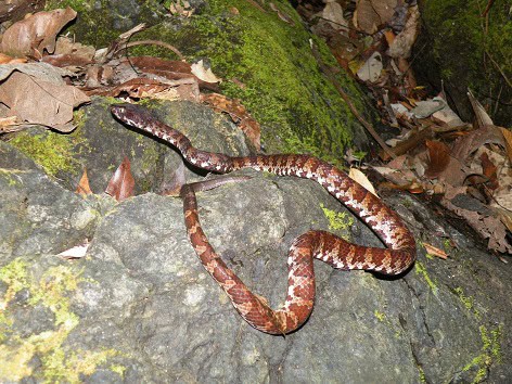 Trimeresurus flavomaculatus green pitviper