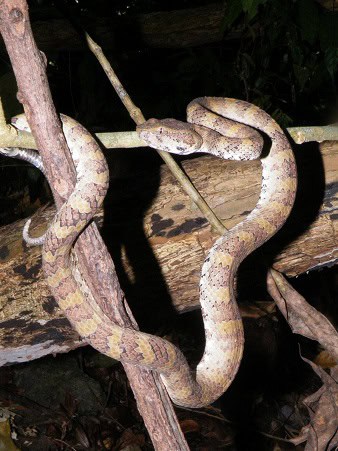Trimeresurus flavomaculatus pitviper lurking