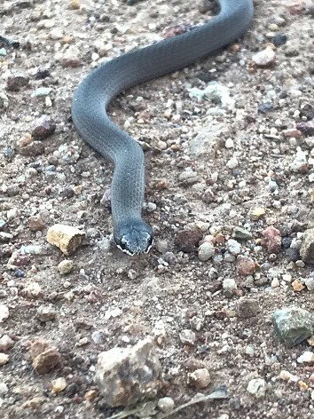 White-lipped Snake Drysdalia coronoides face