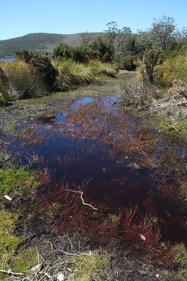 White-lipped Snake Drysdalia coronoides habitat